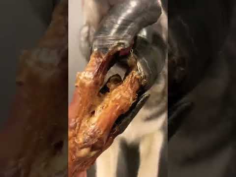 Хаски Норна грызёт копыто северного оленя 😇
