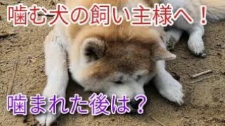 咬傷犬飼い主様へ！噛まれた後の心の持ち方 Dog Rescue A&R