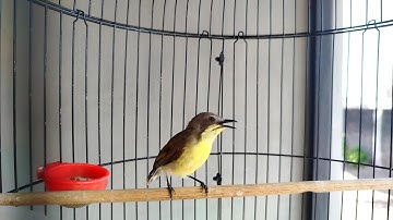 BURUNG REMETUK LAUT GACOR NGEROLL - NGEROLL