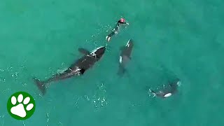 Unsuspecting swimmer is approached by an entire family of orcas