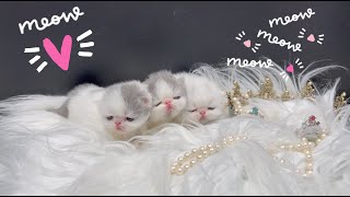 Adorable Baby  Chubby Lilac Exotic Shorthair Kittens & Exotic Longhair Kittens Meowing