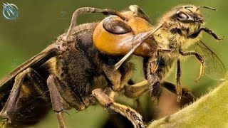 ASIAN | JAPANESE GIANT HORNET ─ The Ruthless Bee Assassin!