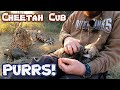 Abi the cheetah lets me visit her cubs  listen to baby cub purr play nurse   the cheetah whisperer