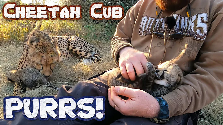 Abi The Cheetah Lets Me Visit Her Cubs | Listen To Baby Cub Purr Play Nurse  | The Cheetah Whisperer - DayDayNews