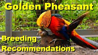 Golden Pheasant / Breeding Recommendations / Incubation / Raising Chickens / Chicken Brooder by Rinat Sib 142,504 views 2 years ago 5 minutes, 1 second