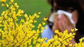 Avoiding This Season's 'Pollen Tsunami'