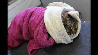 The towel for handling cats