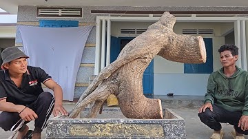 cây cóc chua(X) hàng khủng dáng quái hàng độc lh 0795050333