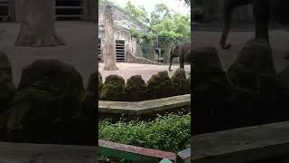 "The Big One!" Mamalia Terbesar di Bumi | Ragunan Zoo #Shorts