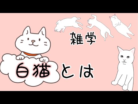 【猫】白猫とは【雑学・特徴】WhiteCat