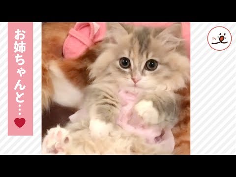 仲良くヌクヌクする姉妹ニャンコ😚💕 すると妹のセリフにお姉ちゃんは…【PECO TV】