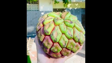 Quả na rừng nhiều công dụng được nhiều người săn đón