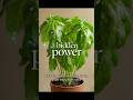 The Surprising Hidden Power of Basil 🌿 | Plant Secrets