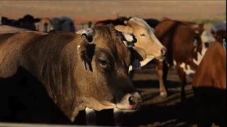Mexican Beef 2016 Ingles