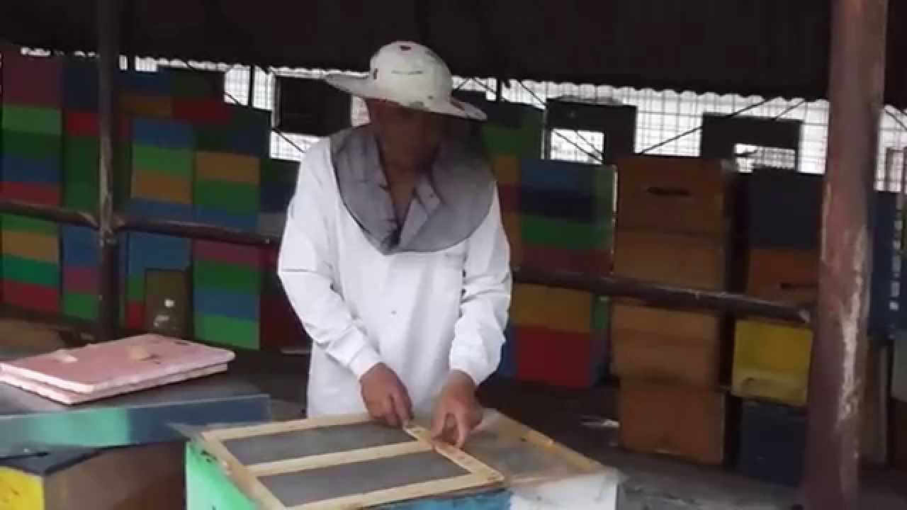 Un roi de albine genereaza para roi - Probleme, discutii, sfaturi apicultura - Apicultori incepatori