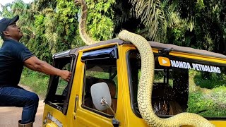 DESPERATE TO BRING A GIANT KING COBRA SNAKE IN AN OLD CAR | SNAKE | KING COBRA | ADVENTURE MANDA