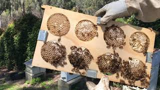 Beekeeping - Making comb honey at home using recycled materials - Part 1 @ Les Gold