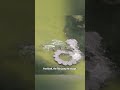 How Bottlenose Dolphins Use Mud Nets to Trap Fish How Bottlenose Dolphins Use Mud Nets to Trap Fish