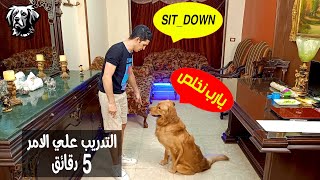تدريب وتعليم الكلب علي امر الجلوس ستاي sit  / سامر غازي