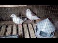 СПОРТИВНІ ГОЛУБИ Нарешті пішли в пару білі голуби GOLEBIE POCZTOWE SPORT PIGEONS