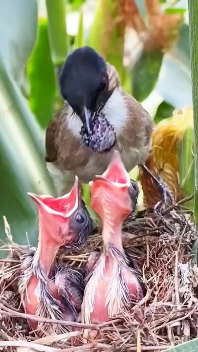 Imbalan Induk Burung Setelah Memberi Makan Anaknya