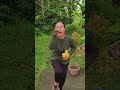 suara ayam dan bebek ketawa #funny #shorts