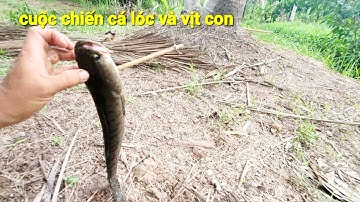 Cuộc đại chiến giữa cá lóc và vịt con # nhắp cá lóc bằng vịt | Phương fishing , hunting trap