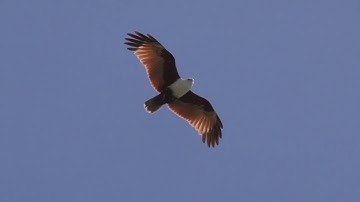 Brahminy Kite 4