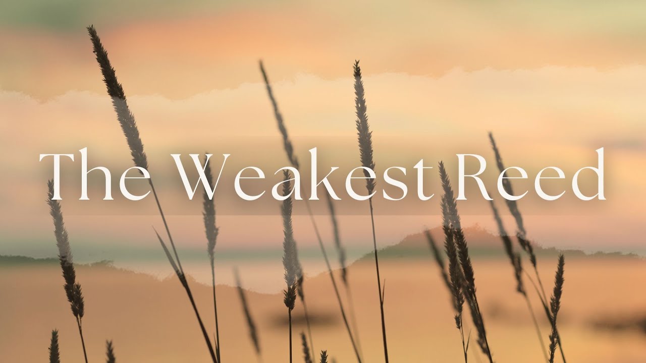 Weakest Reed The Weakest Reed | Laurel Caruana - YouTube