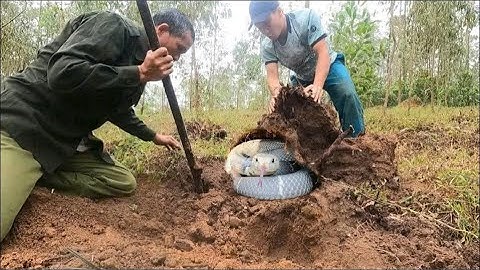 Horrified people unexpectedly dug up a nest of mutated cobras on an abandoned hill
