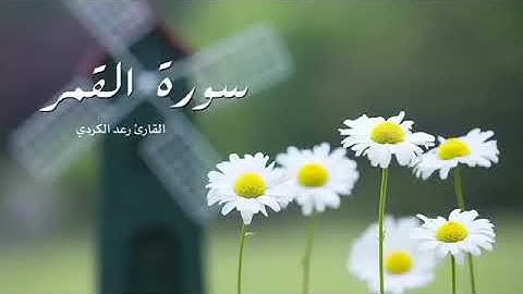 سورة القمر - من أجمل تلاوات الشيخ رعد الكردي