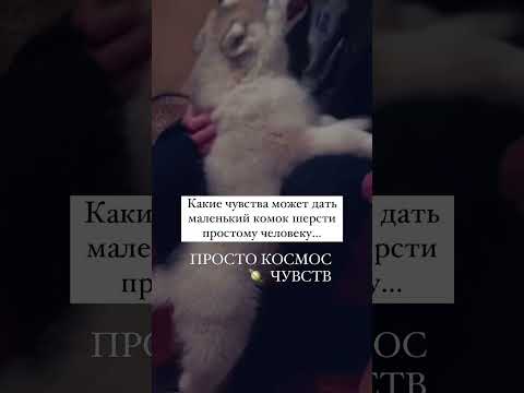 Instagram: Izotov.Allex Собака Хаски Животные