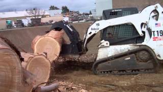 Huge Dead Eucalyptus Removal