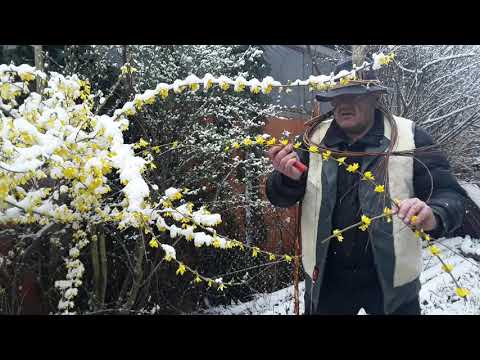 Video: Šest Vrsta Forzicije. Forsythia. Vrste, Uzgoj, Njega, Razmnožavanje. Fotografija