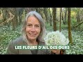 Fleurs dail des ours