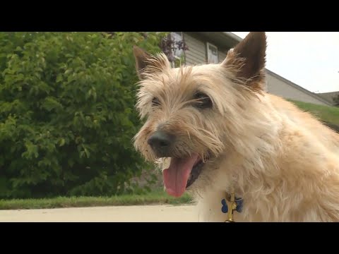 Video: Seniorhund stannade med avliden ägare i 3 dagar, och hennes lojalitet vann hjärtan av en ny familj