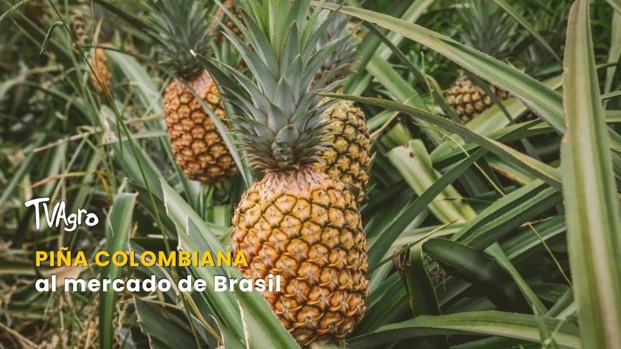 Piña colombiana al mercado de Brasil - TvAgro por Juan Gonzalo Angel ...