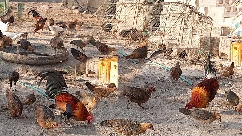 nyob zoo os los saib kuv pub qaib dib os 26/1/2025