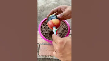 One Tree Two Fruits Shorts 