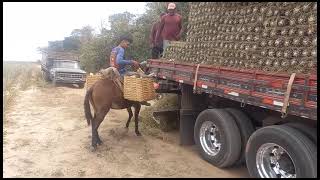 depois de 9 dias estamos carregando o abacaxi aqui no Maranhão. olhem q legal conexão Ma /sp