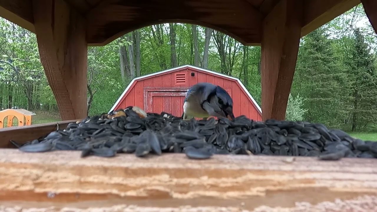 A Normal Spring Day at the Fly Through Feeder - MIchigan Feeder Birds 5/4/2024