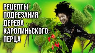 Подготовка Carolina Reaper Red к пересадке в новый горшок | Как сделать перечное дерево? #перец