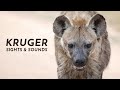 Nature therapy kruger national park  maroela  satara 4k