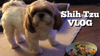 Shih Tzu day in the life by Mikki Shih Tzu 2,484 views 4 months ago 10 minutes, 2 seconds