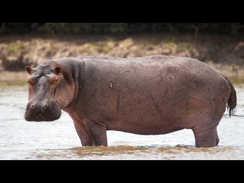 Exploring The Mighty Hippopotamus Nature S Aquatic Giants