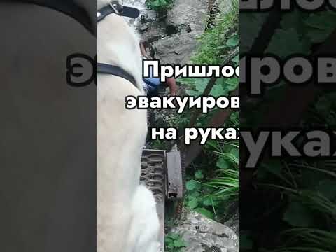 Не повторяйте ошибку, не тащите собаку к водопаду Шумка. Это опасно, как видите (Домбай 2025)