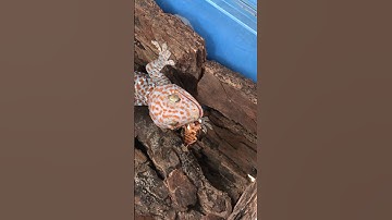 Miếng ăn trong miệng còn rơi #tắc_kè #gecko #bebek #kucing #tokek #kucinglucu @cucutv9029