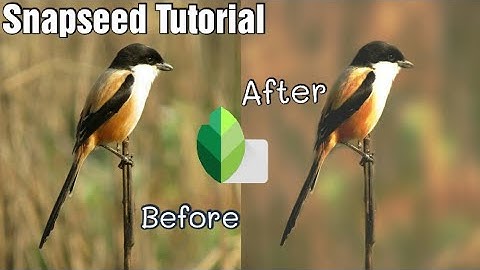 Professional Photo Editing in Sanpseed. background blur & Colour grinding .Best Sanpseed tutorial.