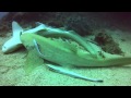 Leopard Sharks "Mating" - Shinkoku Maru - Chuuk FSM