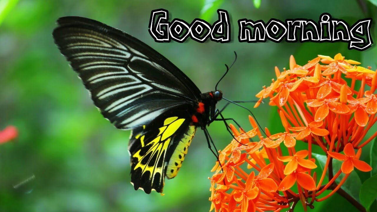 Good morning status video | good morning video | beautiful flowers ...